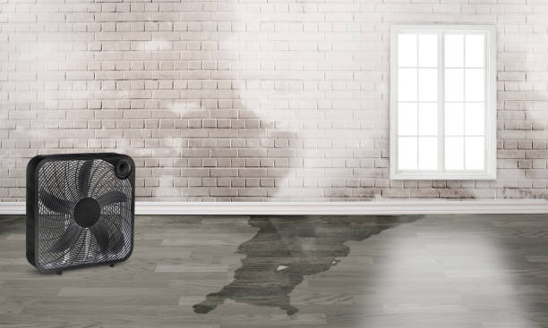 Best Water damage contractors near me  in Wren, AR